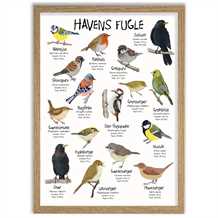 Havens fugle A4 plakat 